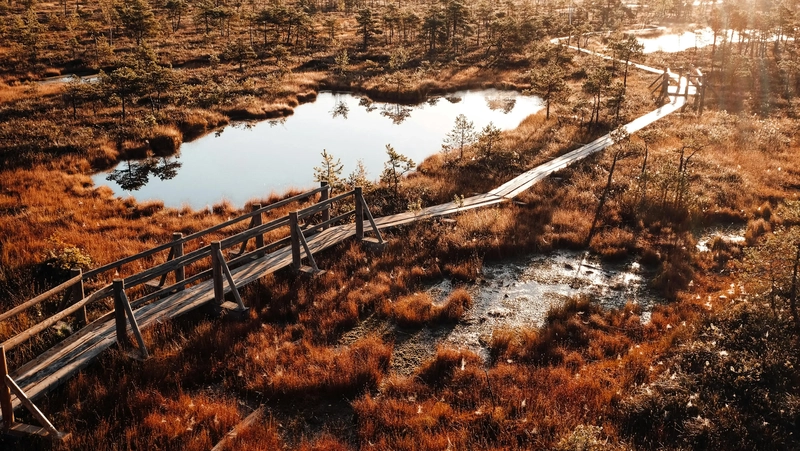 Moody swamp walk in sunrise