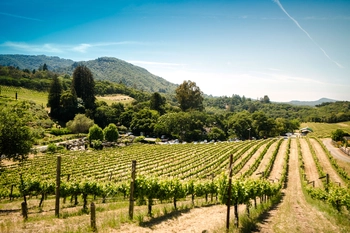 A vineyard in Sonoma
