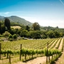 A vineyard in Sonoma